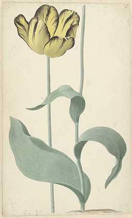 来自Tulp Bizard Louis D厚颜无耻的`De tulp Bizard Louis dEffroy (1765) by Cornelis van Noorde