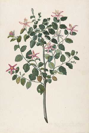 一种开红紫色花的植物（非洲塞巴斯蒂安娜紫罗兰）的研究`Study of a Plant with Red~Purple Flowers (Sebastiana africana purpurea) (1695) by Maria Monninckx