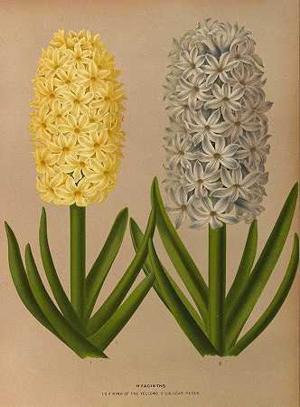 风信子9`Hyacinths 9 (1872~1881) by Arentine H. Arendsen