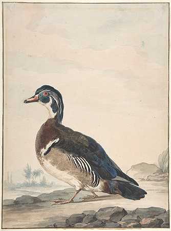 鸭子`A Duck (1725–92) by Aert Schouman