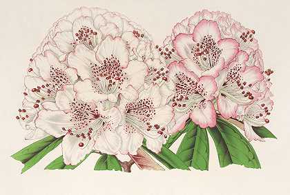 红杜鹃（杂交杜鹃）`Rhododendrum Bijou de Gand (hybride) (1854~1896) by Charles Antoine Lemaire