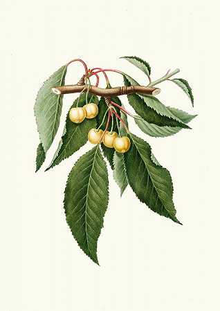 黄色杜拉吉亚。[樱桃樱桃]`Cilegia gialla Duracina. [Cerasus Duracina ; Cherry] (1817~1839) by Giorgio Gallesio