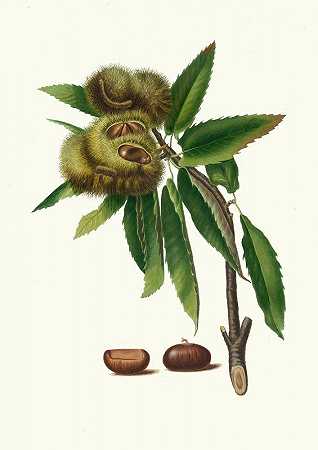 棕色栗子。[栗子西班牙栗子]`Castagna marrona. [Castanea sativa ; Spanish chestnut] (1817~1839) by Giorgio Gallesio