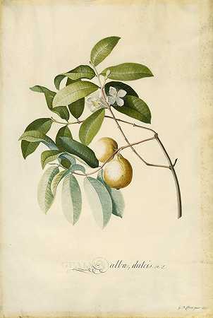 番石榴`Guava (1750s) by Georg Dionysius Ehret
