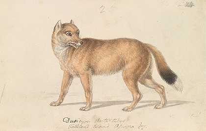 福克兰群岛狼`Falkland Islands Wolf (1837) by Charles Hamilton Smith