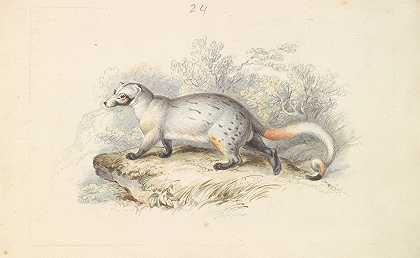 杜比乌斯游乐园`Paradoxurus Dubius (1837) by Charles Hamilton Smith