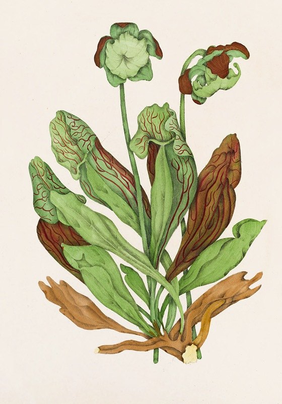 猪笼草`Pitcher Plant (1868) by Agnes Fitzgibbon