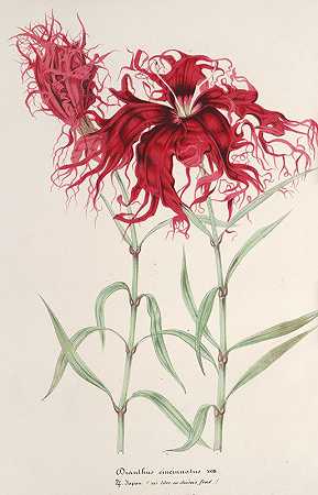 中国石竹`Dianthus cincinnatus (1854~1896) by Charles Antoine Lemaire