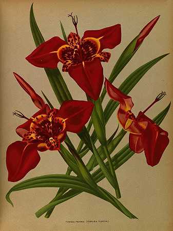 帕沃尼亚提格里迪亚。（蒂格里迪亚法拉利）`Tigridia Pavonia. (Ferraria Tigridia) (1872~1881) by Arentine H. Arendsen