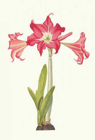 石蒜`Amaryllis Solandriflora Var. Or Amaryllis Johnsoni (1834) by Priscilla Susan Bury