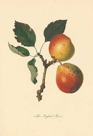 朗兰梨`Longland Pears (1811) by Thomas Andrew Knight