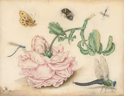 一朵玫瑰和五只昆虫`A Rose and Five Insects (1618) by Christoffel van den Berghe