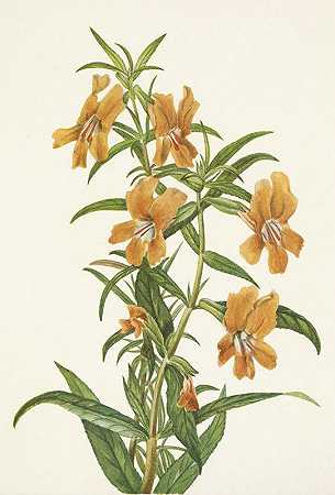 棕黄色的猴头花。长花双翅目`Buff Monkeyflower. Diplacus longiflorus (1925) by Mary Vaux Walcott