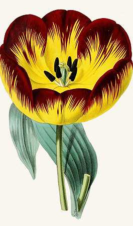 郁金香II`Tulip II (1852~1861)