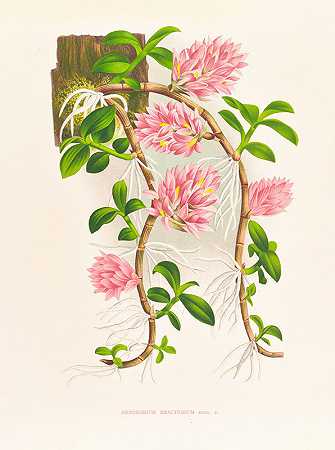 小苞铁皮石斛`Dendrobium bracteosum (1885~1906) by Jean Jules Linden