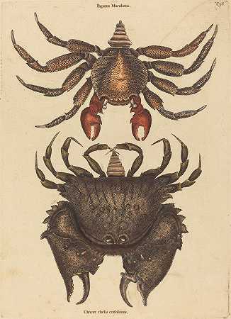红色斑驳岩蟹（巨蟹座）`The Red Mottled Rock~crab (Cancer grapsus) (1731~1743) by Mark Catesby