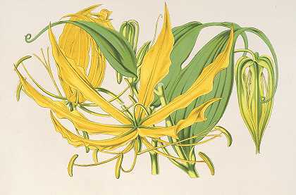 大花曼陀罗`Methonica grandiflora (1854~1896) by Charles Antoine Lemaire