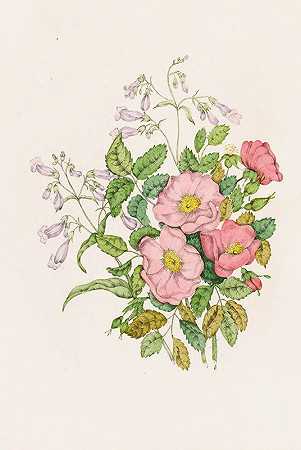 早期野生玫瑰，彭茨泰蒙熊舌`Early Wild Rose, Pentstèmon Beard~Tongue (1868) by Agnes Fitzgibbon