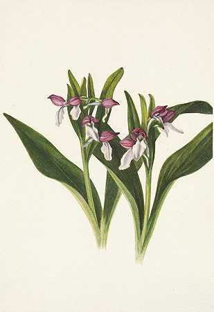 炫耀的虎鲸。奥奇斯幽灵`Showy Orchis. Orchis spectabilis (1925) by Mary Vaux Walcott