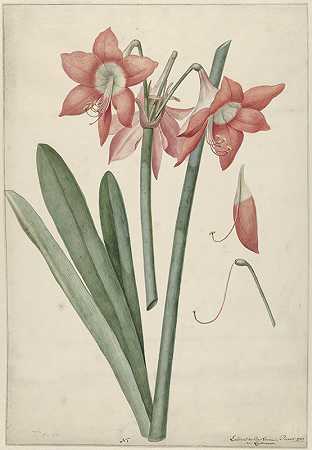 玛格丽塔石蒜`Amaryllis Haworthia Margaritiferas (1737) by Laurens Jacobsz. van der Vinne