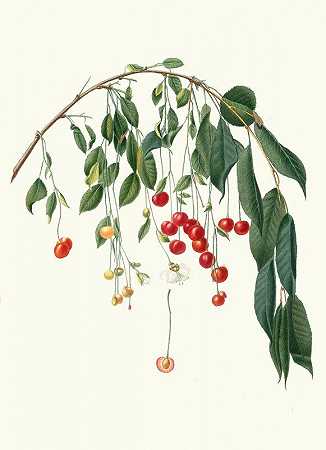 樱桃。[樱桃樱桃]`Ciliegia Progressiflora. [Cerasus visciola ; Visciola Cherries] (1817~1839) by Giorgio Gallesio
