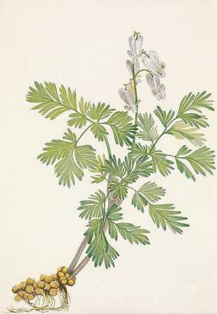 松鼠玉米。加拿大比库库拉`Squirrelcorn. Bikukulla canadensis (1925) by Mary Vaux Walcott