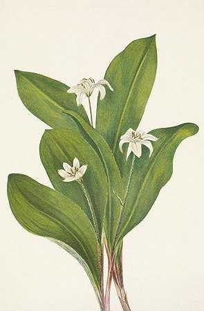 皇后区（花）。单花克林顿菌`Queencup (flower). Clintonia uniflora (1925) by Mary Vaux Walcott