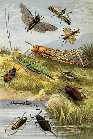 直翅目夜蛾`Rhyncota Orthoptera (1877) by William Houghton