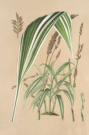 鱼，泡沫。水平`Panicum plicatum, fol. niveo~vittatis (1854~1896) by Charles Antoine Lemaire