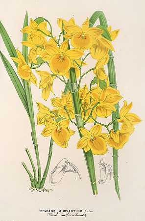 二黄石斛`Dendrobium dixanthum (1854~1896) by Charles Antoine Lemaire