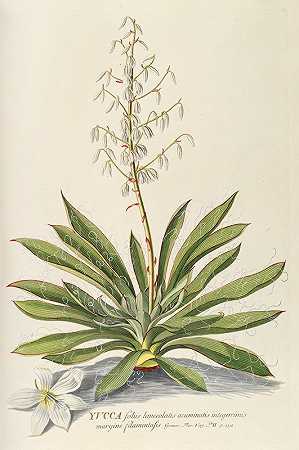 尤卡`Yucca (1750~1773) by Georg Dionysius Ehret