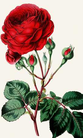 玫瑰`Rose (1852~1861)