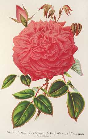玫瑰（波旁岛）变种马尔梅森的纪念品有粉红色的花`Rose (Ile~Bourbon) var. Souvenir de la Malmaison a fleurs roses (1854~1896) by Charles Antoine Lemaire