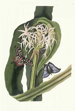 花梗海百合。[莉莉河]`Crinum Pedunculatum. [River Lily] (1834) by Priscilla Susan Bury