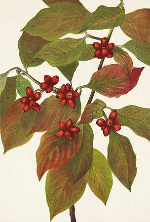 开花山茱萸（果实）。大花四照花`Flowering Dogwood (fruit). Cornus florida (1925) by Mary Vaux Walcott