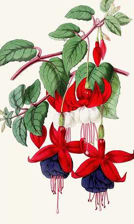 紫红色-Eclat，C.坎贝尔爵士`Fuchsias – Eclat, Sir C. Campbell (1852~1861)