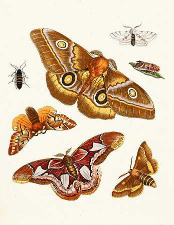 苏尔泽博士《昆虫简史》，第20页`Dr. Sulzers Short History of Insects, Pl. 20 (1776) by Johann Heinrich Sulzer