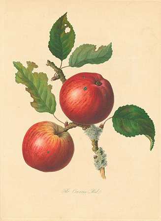 科瓦恩红`Cowarne Red (1811) by Thomas Andrew Knight