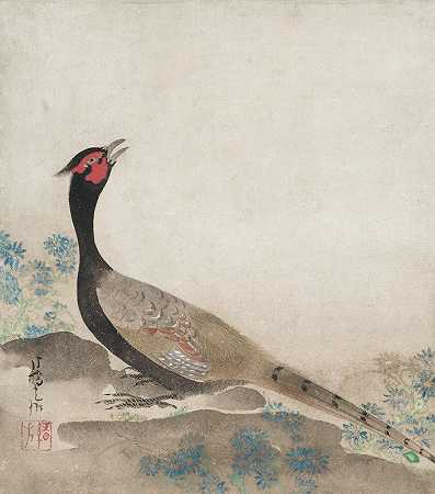 野鸡`Pheasant (1658~1716) by Ogata Kōrin