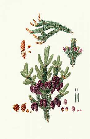 黑松=黑云杉松`Pinus nigra = Black spruce pine (1837) by Aylmer Bourke Lambert