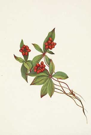 红莓（水果）。御膳桔`Bunchberry (fruit). Cornus canadensis (1925) by Mary Vaux Walcott