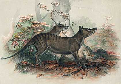乙酰乙酸`The Thylacine (1861~1867) by Joseph Wolf