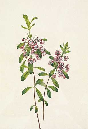 兰姆基尔。狭叶甘菊`Lambkill. Kalmia angustifolia (1925) by Mary Vaux Walcott
