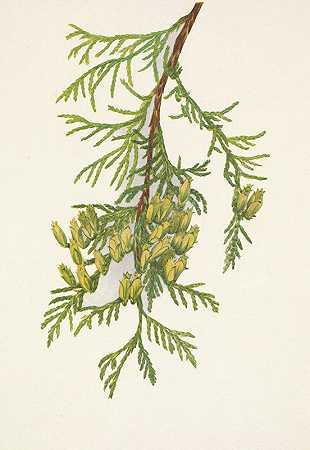 巨大侧柏。图哈申请`Giant Arborvitae. Thuja plicata (1925) by Mary Vaux Walcott