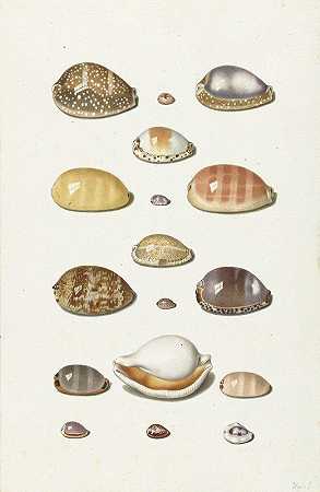 贝壳`Cowry Shells (1726 ~ 1779) by Johann Gustav Hoch