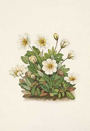 白仙人掌（花）。仙女木`White Dryad (flower). Dryas octopetala (1925) by Mary Vaux Walcott