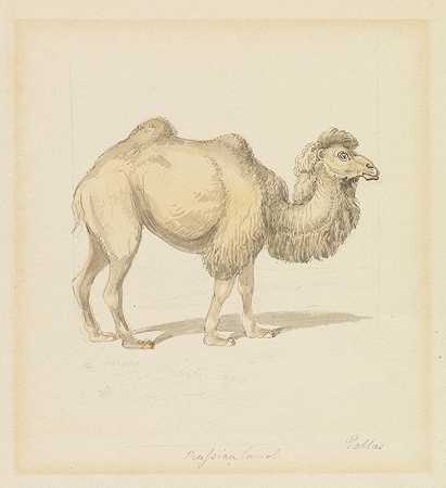 俄罗斯骆驼`Russian Camel by Samuel Howitt