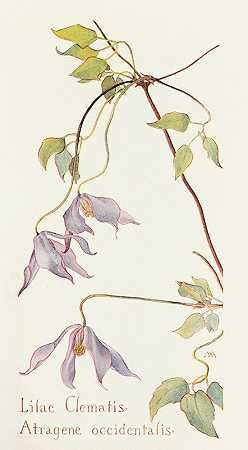 丁香铁线莲`Lilac Clematis (1915) by Margaret Armstrong