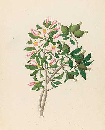 栀子`Gardenia Nov. Sp. [Hyperacanthus amoenus] (1817) by Clemenz Heinrich Wehdemann