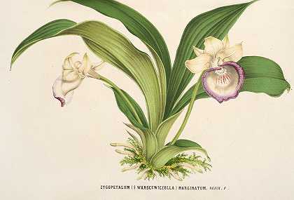颧瓣缘`Zygopetalum (§ Warscewiczella) marginatum (1854~1896) by Charles Antoine Lemaire